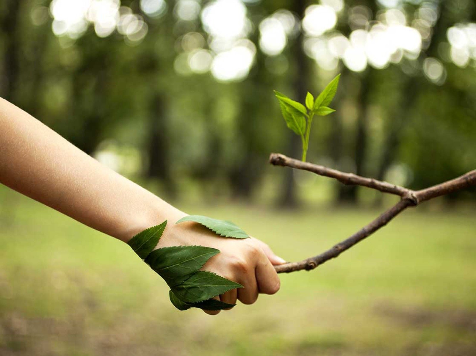 Main tenant une jeune pousse, symbole de l'approche durable de Commeco